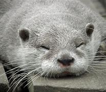 Image result for Otter Animal House