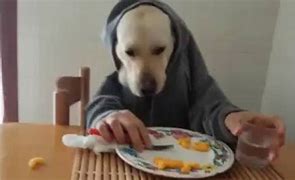 Image result for Dog Eating Food Meme