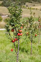 Image result for French Apple Trees