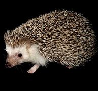 Image result for Four-Toed Hedgehog