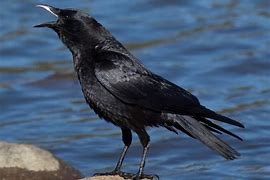 Image result for American Crow