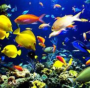 Image result for Fish Swimming White Background