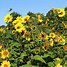 Image result for Helianthus decapetalus Capenoch Star