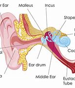 Image result for cacha�ear