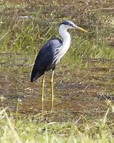 Image result for Egretta picata