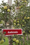 Image result for Ambrosia Apples JPEG