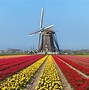 Image result for Tulip Farm Amsterdam