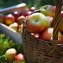 Image result for Apple-Picking Booth