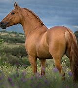 Image result for Lusitano Horse Colors