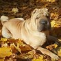 Image result for Chinese Shar Pei Black