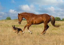 Image result for Horse Dog Breed