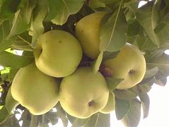 Image result for Dwarf Yellow Apple Tree