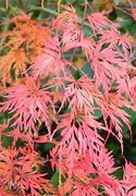 Image result for Osakazuki Japanese Maple