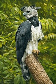 Image result for Harpy Eagle Art