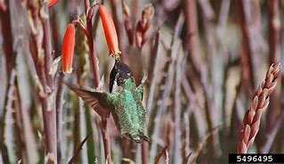 Image result for Calypte Trochilidae
