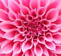 Image result for Abstract Macro Flower Photography