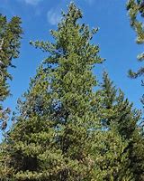 Image result for Western Pine