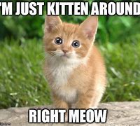 Image result for Warm Kitten Memes