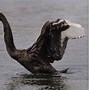 Image result for A Black Swan
