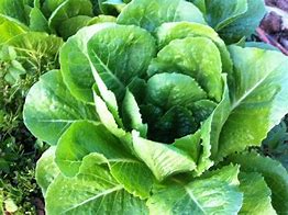 Image result for Exotic Farm Organic