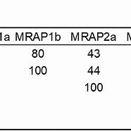 Image result for MRAP Variants