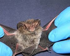 Image result for Smallest Bat Species