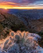 Image result for Grand Canyon Cactus
