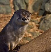 Image result for Southern River Otter