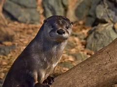 Image result for River Otter in Water