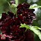 Image result for Alcea rosea Charters Double ROOD