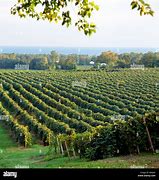Image result for North East PA Wineries