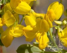 Bildergebnis für Coronilla valentina subsp. glauca