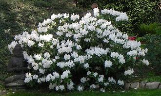 Image result for Rhododendron Cunningham White