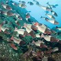 Image result for 10 Facts About Fish