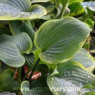 Image result for Hosta Blue Flame