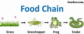 Image result for Food Chain Grade 6