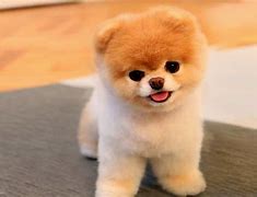 Image result for A Boo Dog