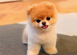 Image result for Boo Cutest Dog