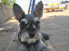 Image result for Schnauzer iPhone Case