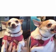 Image result for small dogs memes angry