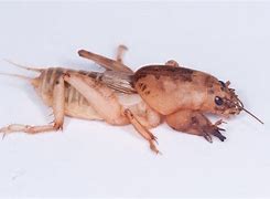 Image result for Mole Cricket Drawing