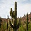 Image result for Saguaro Cactus Animals