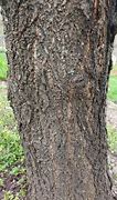 Image result for Apricot Tree Trunk