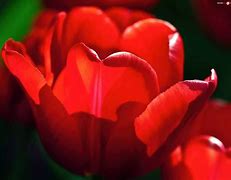 Image result for czerwony_tulipan