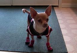 Image result for Dancing Chihuahua Dog