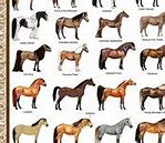 Image result for Thoroughbred Breeding Chart