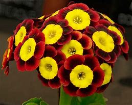 Image result for Primula auricula Claudia Taylor