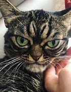 Image result for Grumpy Looking Cats