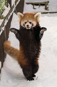 Image result for Red Panda Feet