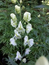 Image result for Aconitum napellus Album